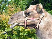 Camel mugging for the camera