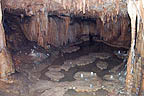 Cave lily pads