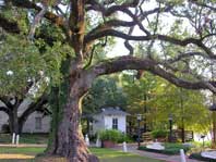 Evangeline Oak