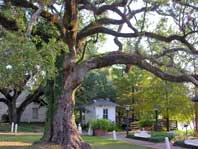 The Evangeline Oak, downtown St. Martinville