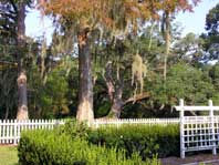 oaks with Spanish moss