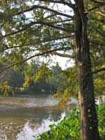 Bayou Teche, with cypress