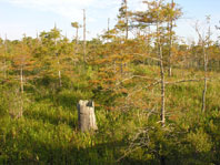 Stump in swamp