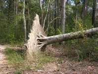 Big Thicket - a blow-down tree