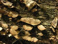 Fungi on a log