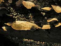 Fungi on a log