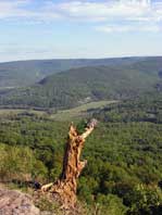 Tree & valley - panorama