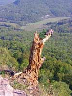 Tree with close-up