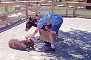 Sandra petting burro, Woolaroc