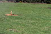 Prairie dog at Woolaroc