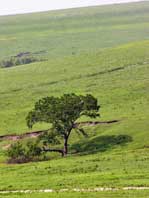 Prairie tree