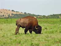 Buffalo bull