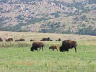 Bison herd