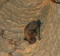 bat