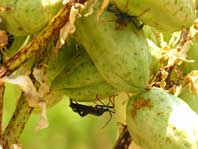 Yucca bugs