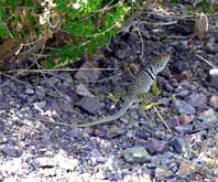 Collared lizard