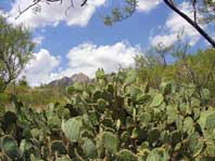 Organ Mountains