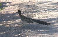 Roadrunner