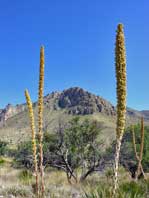 Yucca in bloom