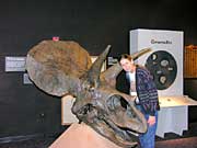 Sandra likes ceratopsians