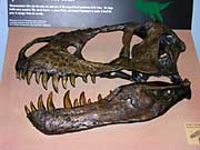 T-Rex skull