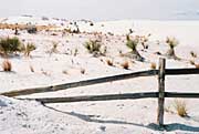 Fence and dune vegetation