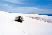 Dune and Yucca