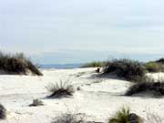 Bill's dune shot with vegetation