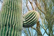 cactus close-up