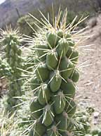 Bill's cactus closeup