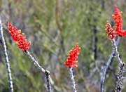 Ocotillo in bloom