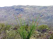 Ocotillo framing saguaro