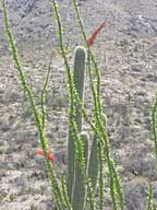 Ocotillo and Saguaro