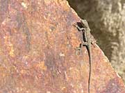 Lizard on the rocks