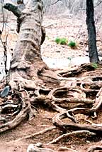 Roots along the stream