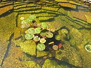 Lilypads