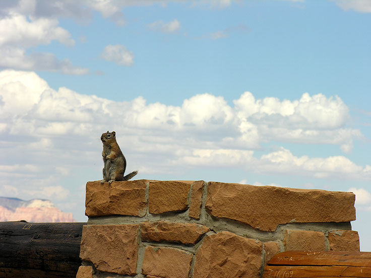 Chipmunk at Bryce