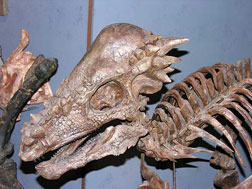 Ankylosaurus at museum